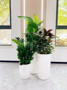 宁波慈溪植物租摆公司